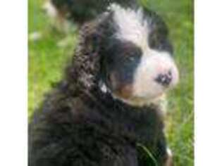 Bernese Mountain Dog Puppy for sale in Raleigh, NC, USA