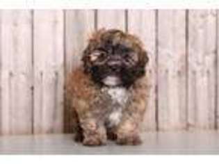 Shih-Poo Puppy for sale in Howard, OH, USA