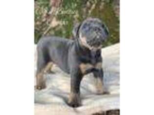 Olde English Bulldogge Puppy for sale in Earl Park, IN, USA