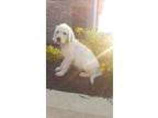 Labradoodle Puppy for sale in Cowpens, SC, USA