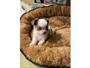 Chihuahua Puppy for sale in Soquel, CA, USA