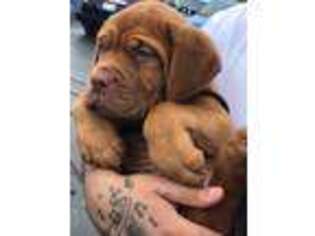 American Bull Dogue De Bordeaux Puppy for sale in Green Bay, WI, USA