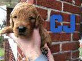 Goldendoodle Puppy for sale in Greeneville, TN, USA