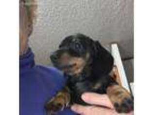 Dachshund Puppy for sale in Mosheim, TN, USA