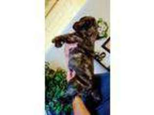Mastiff Puppy for sale in Brenham, TX, USA