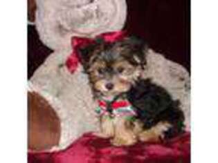 Mutt Puppy for sale in Polk City, FL, USA