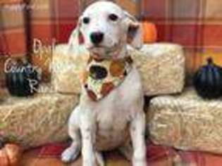 Dalmatian Puppy for sale in Roy, WA, USA