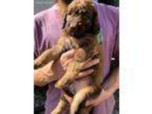 Labradoodle Puppy for sale in Lexington, KY, USA