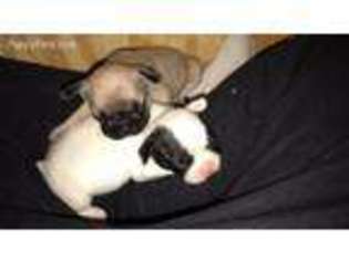 French Bulldog Puppy for sale in Amery, WI, USA