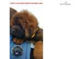 Tibetan Mastiff Puppy for sale in Phoenix, AZ, USA