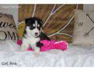 Siberian Husky Puppy for sale in Glen Rose, TX, USA