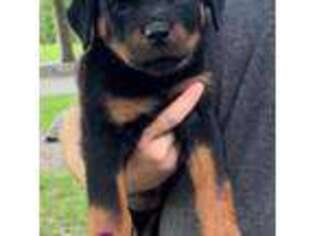 Rottweiler Puppy for sale in Lebanon, OH, USA