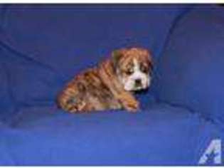 Bulldog Puppy for sale in BROADWAY, VA, USA