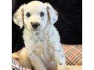 Dalmatian Puppy for sale in West Valley City, UT, USA