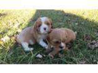 Cavalier King Charles Spaniel Puppy for sale in Eminence, KY, USA