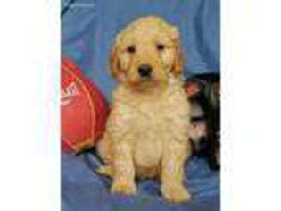 Goldendoodle Puppy for sale in Rolla, MO, USA