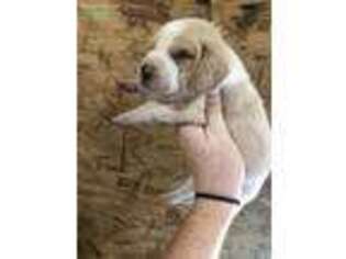 Beagle Puppy for sale in Cottondale, FL, USA