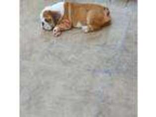 Bulldog Puppy for sale in Orting, WA, USA