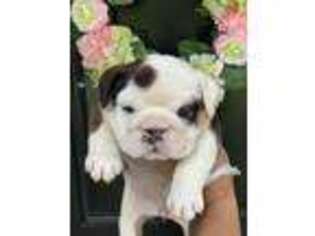 Bulldog Puppy for sale in Valdosta, GA, USA