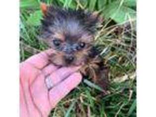 Yorkshire Terrier Puppy for sale in Hellertown, PA, USA