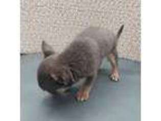 Chihuahua Puppy for sale in Cullowhee, NC, USA
