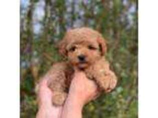 Yorkshire Terrier Puppy for sale in Washington, NC, USA