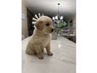 Golden Retriever Puppy for sale in Mutual, OK, USA