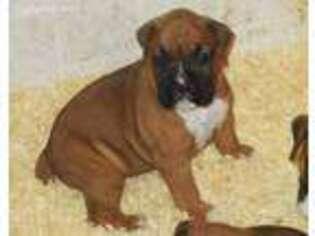 Boxer Puppy for sale in Wheatfield, IN, USA