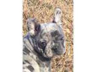 French Bulldog Puppy for sale in Gainesville, TX, USA