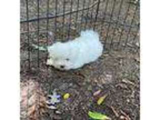 Maltese Puppy for sale in Columbia, SC, USA