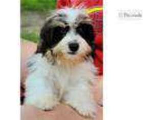Cavachon Puppy for sale in Saint Louis, MO, USA