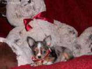 Chihuahua Puppy for sale in Polk City, FL, USA