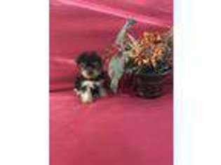 Yorkshire Terrier Puppy for sale in Valdosta, GA, USA