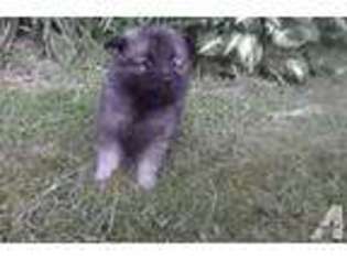 Mutt Puppy for sale in WILLIAMSFIELD, OH, USA