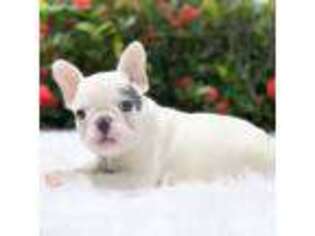 French Bulldog Puppy for sale in Pembroke Pines, FL, USA