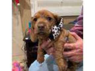 Dachshund Puppy for sale in Norco, CA, USA