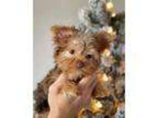 Yorkshire Terrier Puppy for sale in Cheyenne, WY, USA