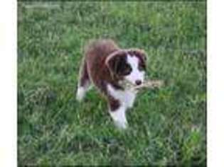 Miniature Australian Shepherd Puppy for sale in Elmore City, OK, USA