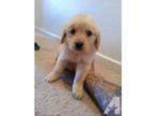 Golden Retriever Puppy for sale in CHULA VISTA, CA, USA