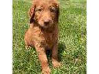 Goldendoodle Puppy for sale in Frankfort, OH, USA