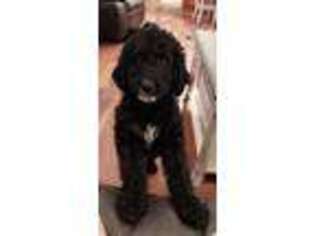Goldendoodle Puppy for sale in Ringgold, VA, USA