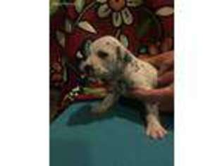 Dalmatian Puppy for sale in Columbia, MS, USA