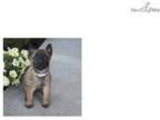 Belgian Malinois Puppy for sale in Cleveland, OH, USA