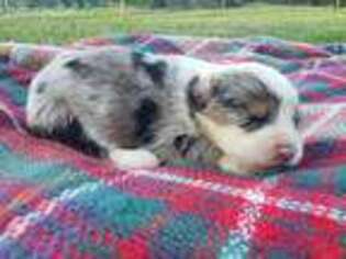 Miniature Australian Shepherd Puppy for sale in Jeffersonville, KY, USA