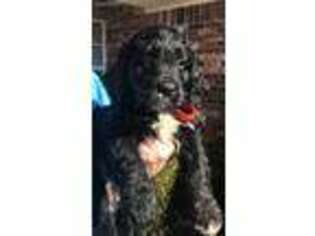 Labradoodle Puppy for sale in Rogers, AR, USA