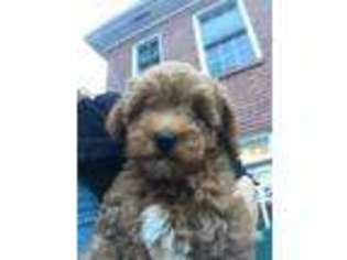 Cavapoo Puppy for sale in Canton, GA, USA