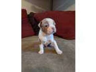 Boston Terrier Puppy for sale in Somerville, TX, USA