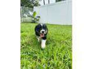 Australian Shepherd Puppy for sale in Miami, FL, USA