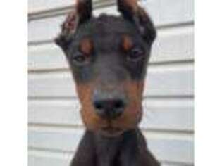 Doberman Pinscher Puppy for sale in Cedar City, UT, USA