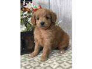 Goldendoodle Puppy for sale in Topeka, IN, USA